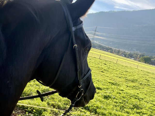 Saphir im Profil auf der Koppel, dahinter Wiese und Berge in der Abendsonne