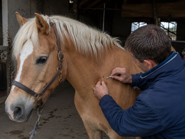Tierarzt setzt dem Haflinger Arnie im Stall eine Impfung in den Hals