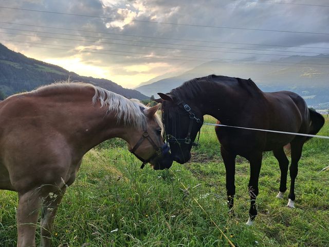 Arnie und Saphir stehen Nase an Nase auf der Weide, dahinter das Tal im Abendlicht